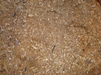 Fir Saw Dust